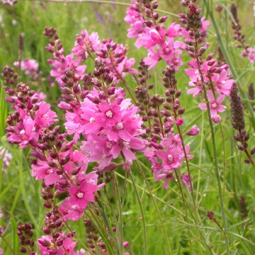 Nelsons Checkermallow J Dillon